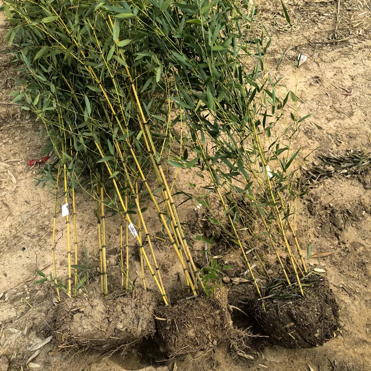 耐寒耐旱金镶玉竹室内室外南北均可种植好养盆栽地栽