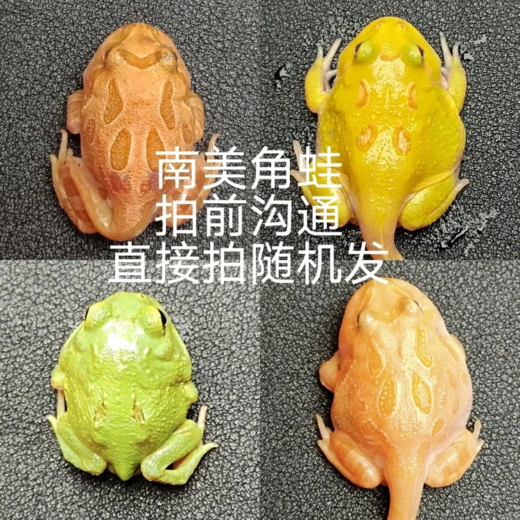 南美角蛙领域爬宠