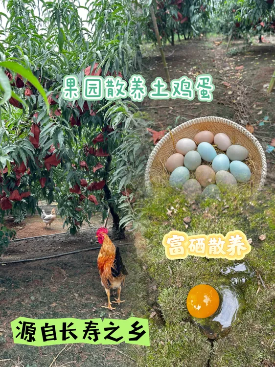 果园散养农家土鸡蛋绿壳+粉壳