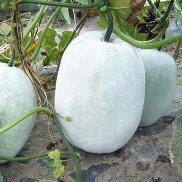 粉皮小冬瓜种子白皮盆栽适用庭院阳台大田种植蔬菜种籽商品图