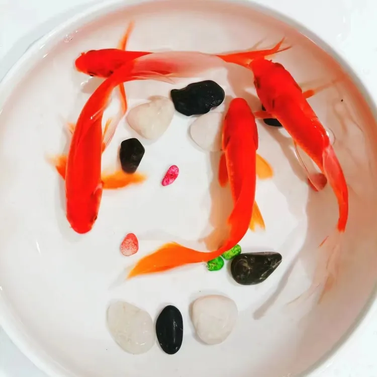 7-10厘米15条超大尺寸火焰红草金鱼冷水观赏鱼新手好养耐活包邮