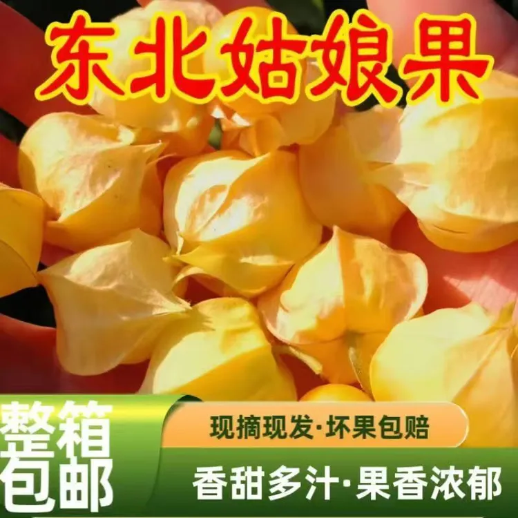 东北产地直发新鲜姑娘果灯笼果香甜多汁当季水果