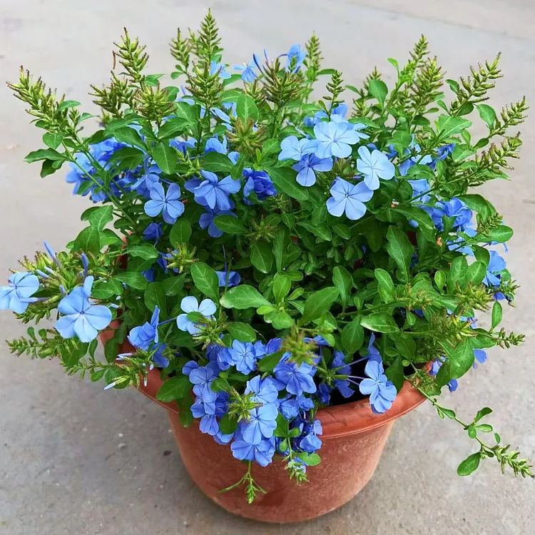 蓝雪花盆栽带花苞发货蓝色花植物四季好养阳台庭院花园耐晒耐热苗