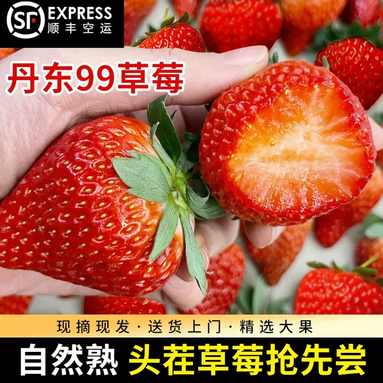 初遇季丹东草莓99红颜九九牛奶奶油大草莓新鲜水果孕妇宝宝放心吃