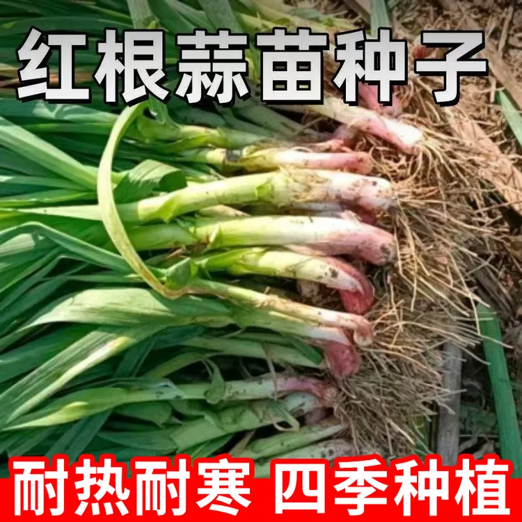 红根蒜苗种子 四季宽叶大蒜种子易活好养多茬阳台小院蔬菜种植