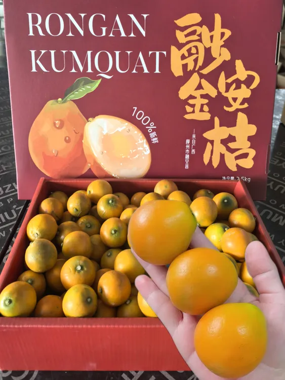 【送礼推荐/插孔礼盒】第三代广西脆蜜金桔金柑高端插孔礼盒包装