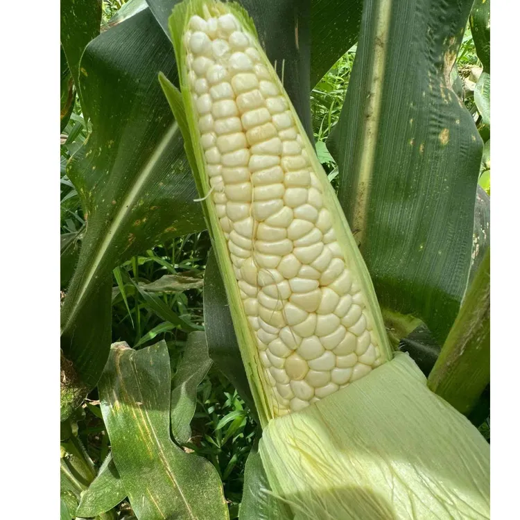 重庆928小甜糯新鲜带壳鲜食软糯香甜玉米