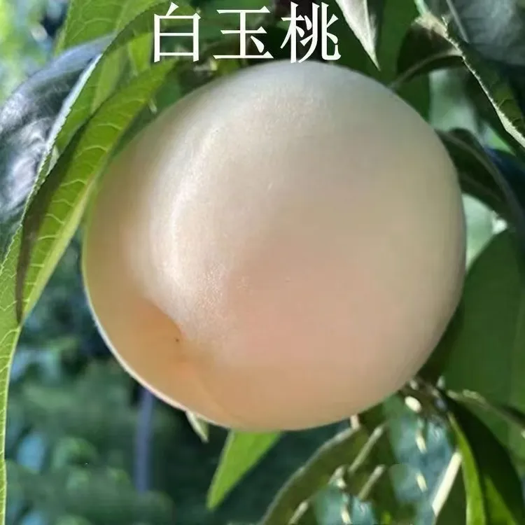新品种耐寒特大桃树苗嫁接桃苗蜂糖白玉桃苗耐旱耐热种植优质品种