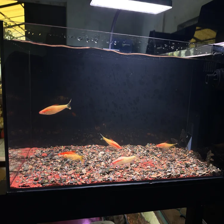 瑕疵玻璃眼黄化一眉，随机5条一组练手价便宜出，6-7cm，包邮包损