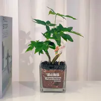 双飘发财树+玻璃四方盆+贴纸（禁止焦虑）+黑沙+网红卡牌随机