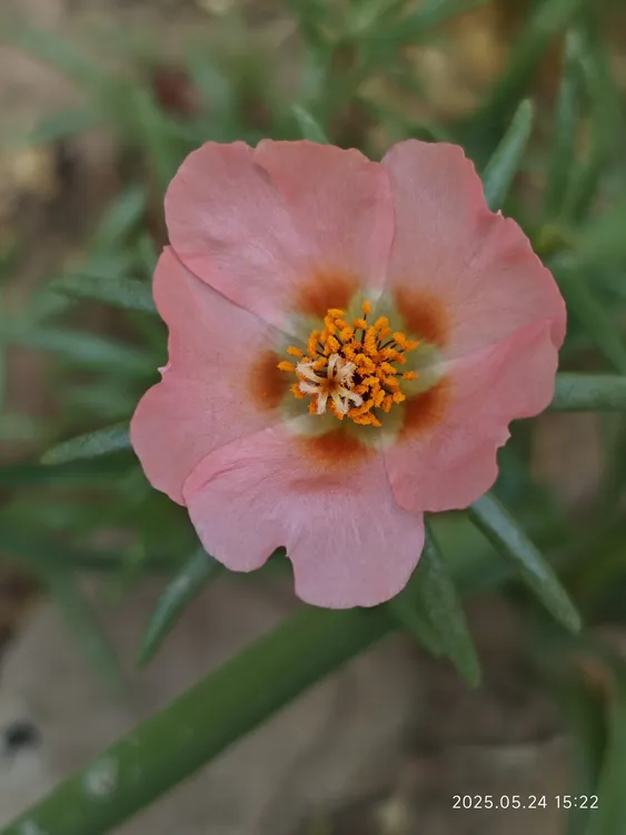 单瓣棒棒糖太阳花枝条死不了耐热盆栽地栽阳台庭院好养活结种子