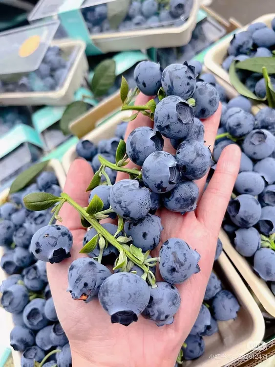 秘鲁进口蓝莓18mm-22mm