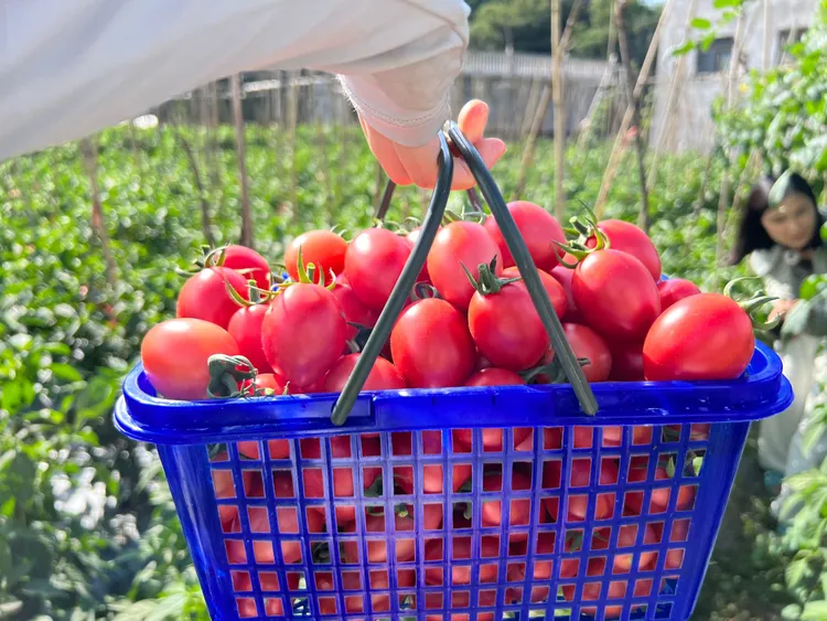 广西资源高山沙瓤小西红柿新鲜采摘自然成熟应季果蔬产地直发