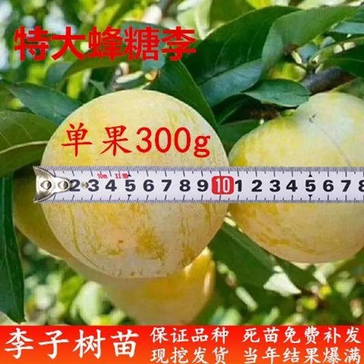 新品种特大蜂糖李子苗无核脱骨李子树苗抗寒南方北方种植苗李子苗