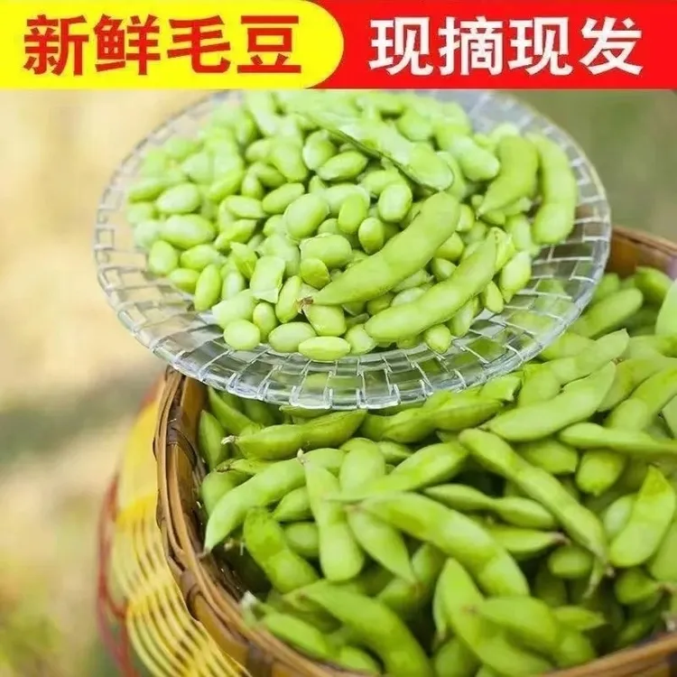 【顺丰包邮】安徽阜阳新鲜毛豆带壳应季蔬菜鲜嫩饱满现摘