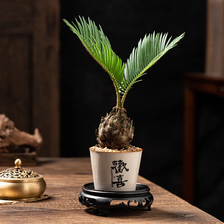 铁树盆栽带瓷盆种好室内桌摆绿植盆景墨西哥铁树盆栽凤凰蛋红豆杉