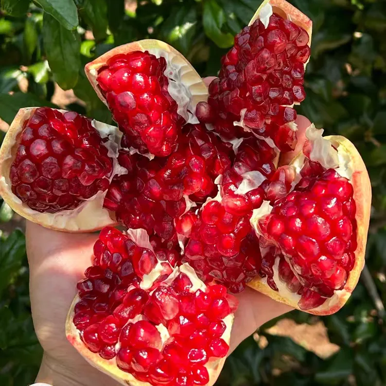 四川会理软籽石榴新鲜采摘8斤大果8枚中秋礼盒装爆甜多汁软籽石榴
