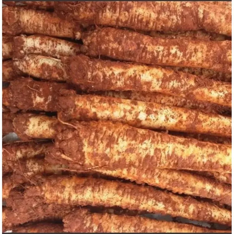 云南高山新鲜老品种黄牙臭药臭参云南特产臭参