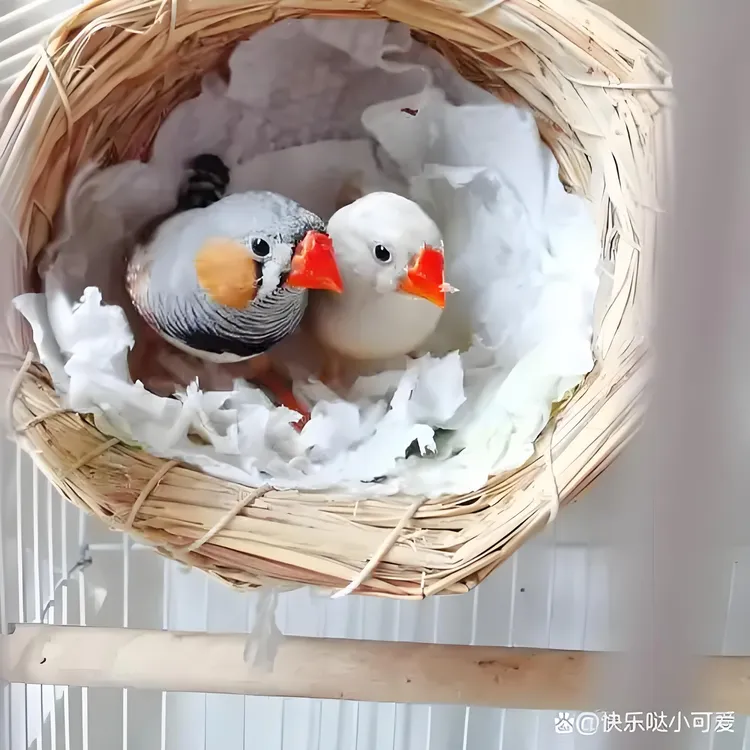 白色＋灰色＋驼色，珍珠鸟