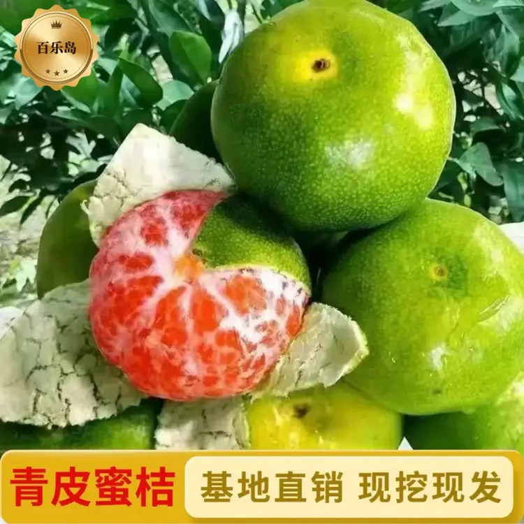 早熟青皮蜜桔 耐寒橘子果树苗嫁接南北方种植水果四季当年结果商品图