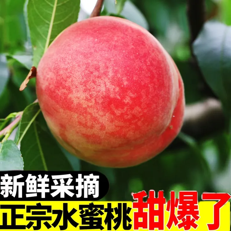 【甘肃省外】新鲜现摘水蜜桃当季水果脆软两吃鲜甜多汁产地直发