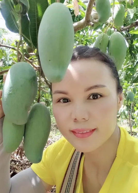 百色芒果新鲜采摘产地直发5斤/10斤礼盒装
