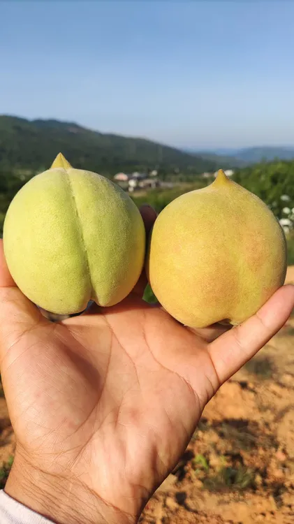 粤北高山鹰嘴桃新鲜现摘当季水果脆甜爽口