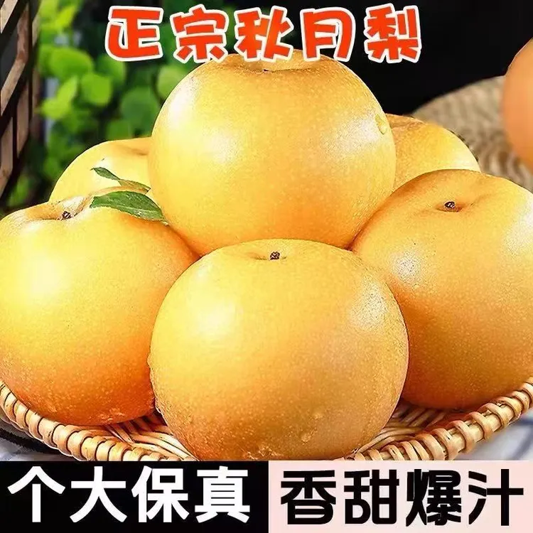 山东莱西日庄镇秋月梨现摘现发脆甜多汁皮薄肉厚当季新鲜应季水果