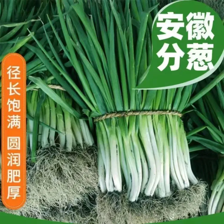 安徽分葱现挖现发可种植新鲜蔬菜