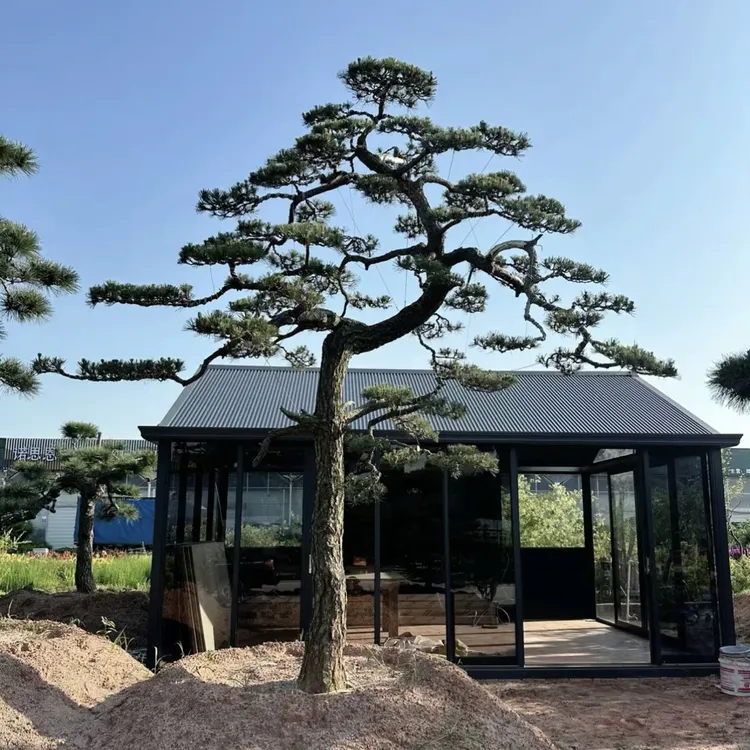 黑松赤松油松别墅庭院景观松过门松迎客松主景临水地栽盆栽