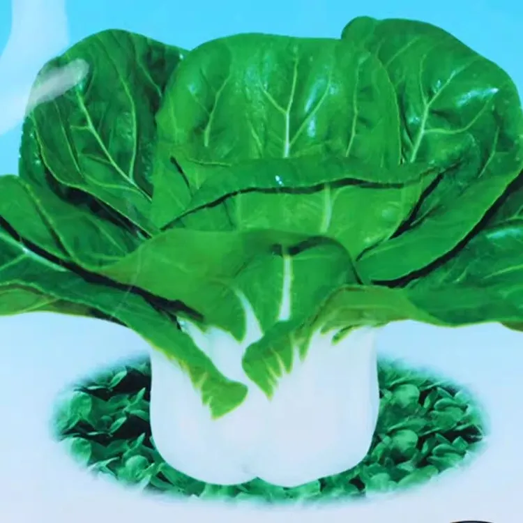奶白菜种子种籽矮脚黄白菜四季秋季冬季农家小青菜油菜籽蔬菜种孑