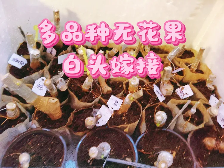 多品种无花果裸根嫁接