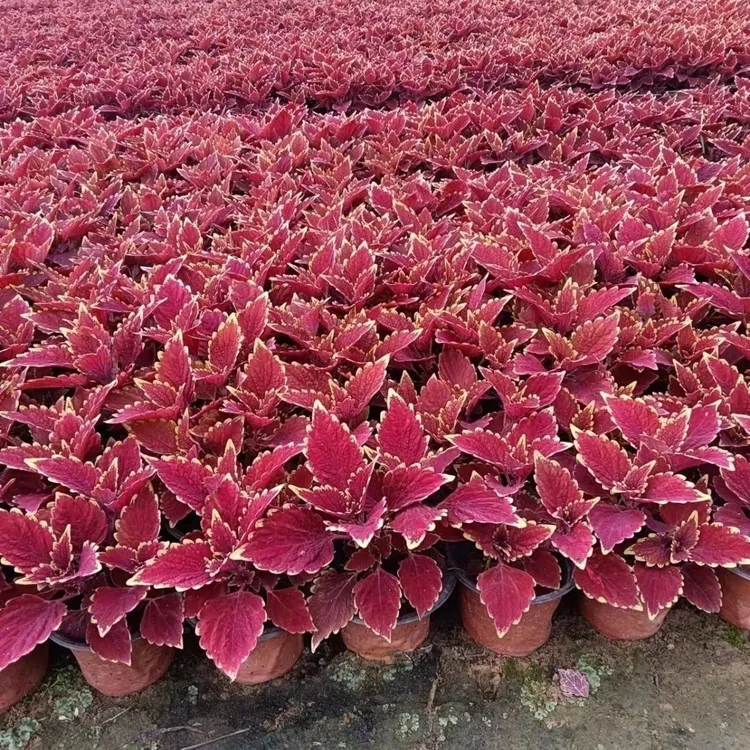 彩叶草四季观叶耐寒耐热好养适合阳台庭院种植摆放绿植盆栽绿化