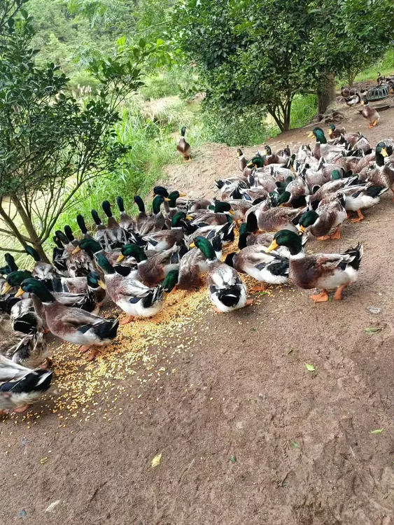 山沟散养青头鸭玉米喂养青头鸭