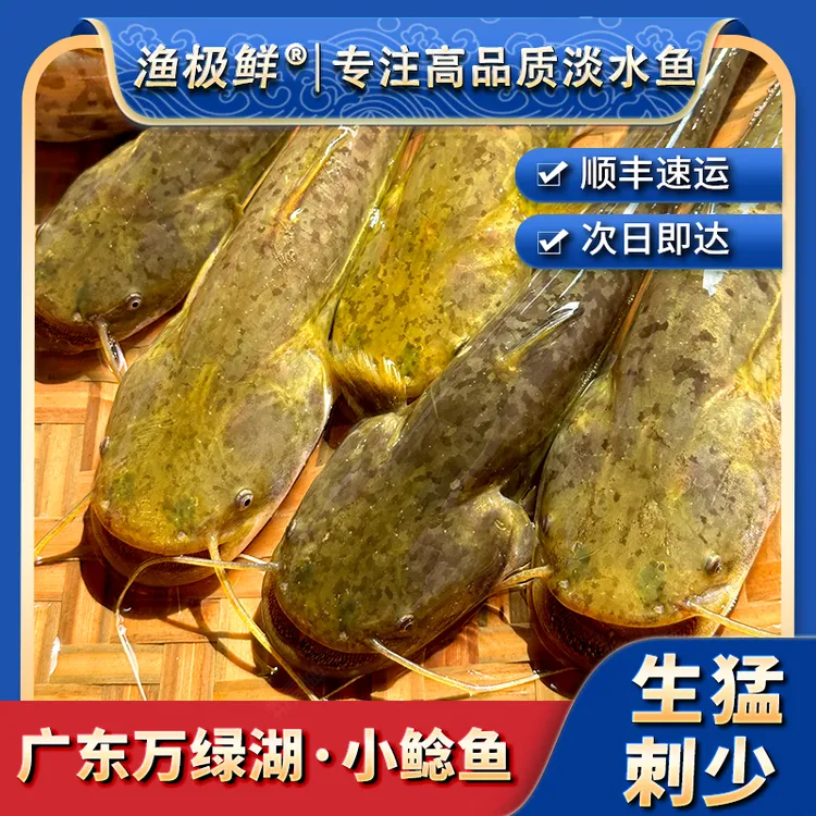 【渔极鲜】万绿湖小鲶鱼-本地小土鲶鱼新鲜活发顺丰包邮