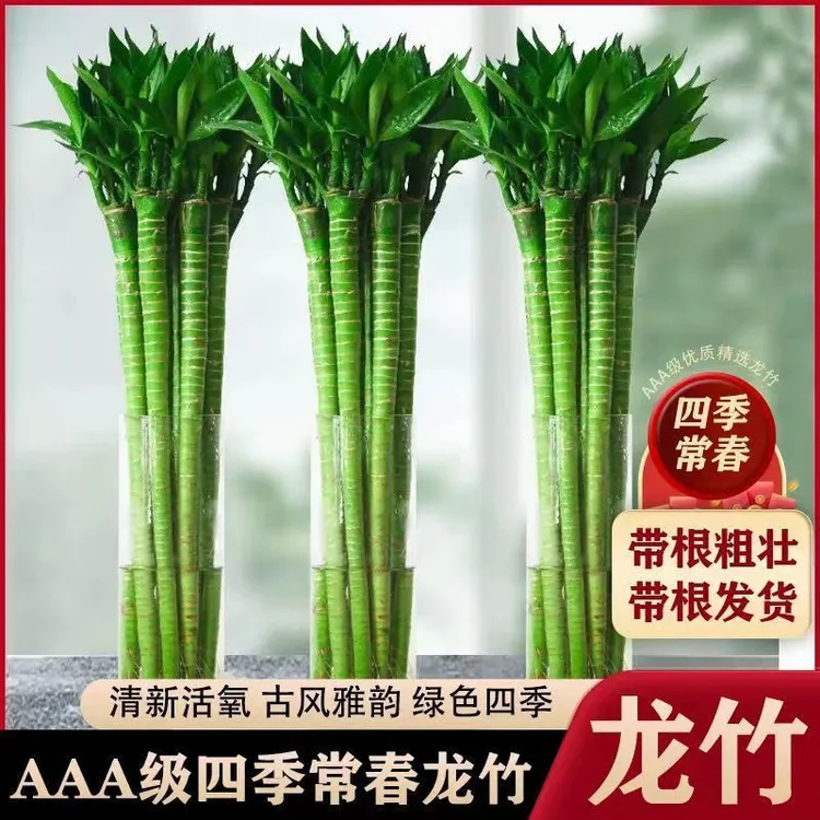 带根文昌竹龙竹水养富贵转运竹节节高水培植物室内客厅装饰