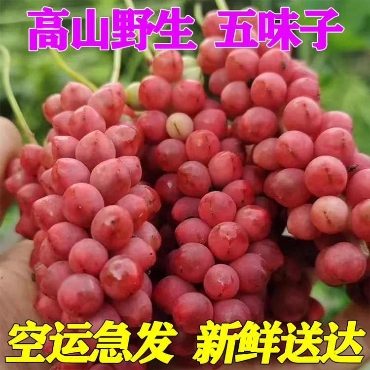 五味子新鲜采摘高山生吃五味子泡酒野生五味子新鲜鲜果空运急发