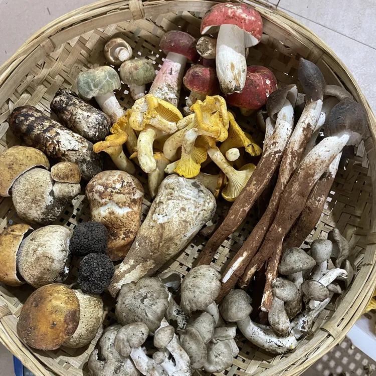 云南野生菌煲汤火锅组合装500克顺丰包邮