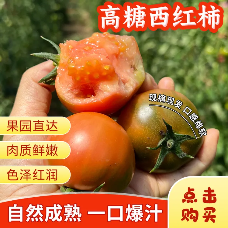 唐山市自产水果西红柿高海拔新鲜采摘应季自然成熟草莓番茄2.5kg