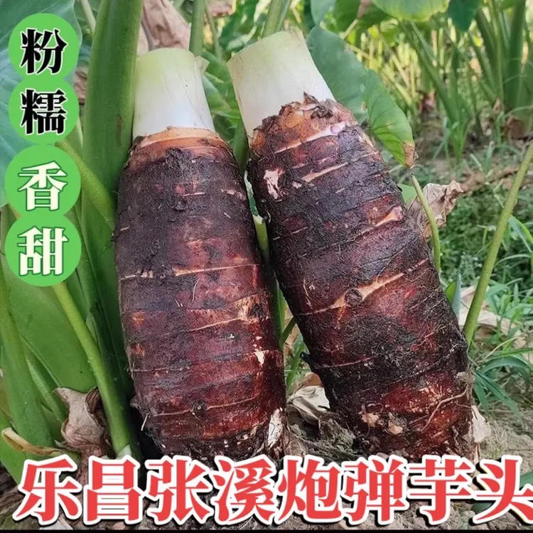 正宗乐昌张溪香芋新鲜现挖炮弹粉糯大芋头槟榔毛芋广东韶关土特产