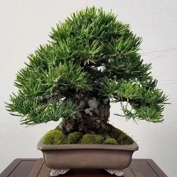 造型美观的松柏绿植杂木老桩盆景品种齐全松树盆景盆栽室内