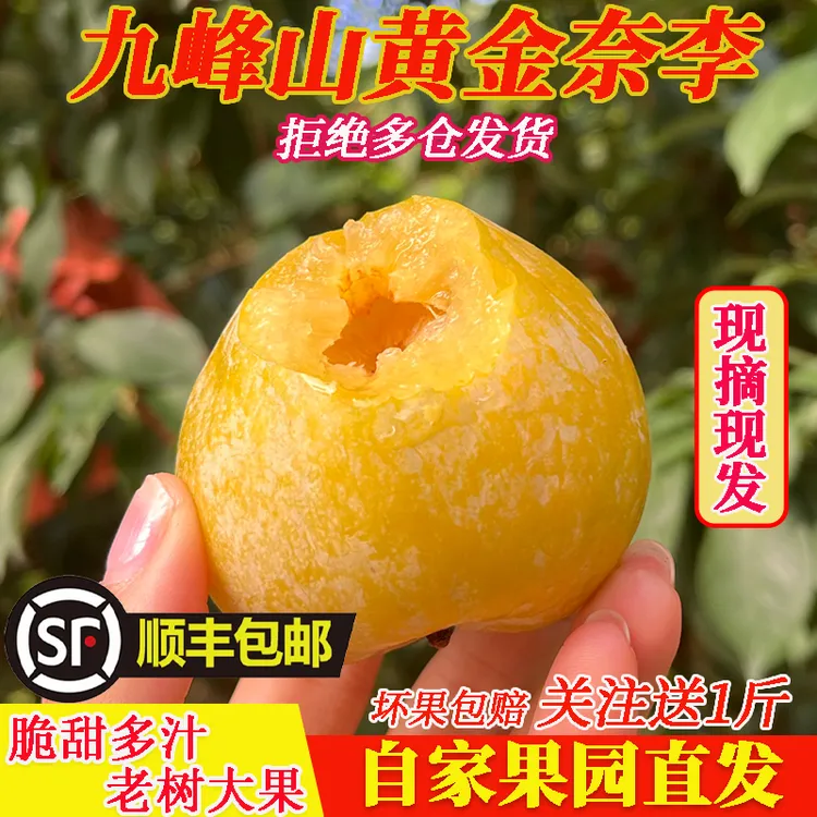 顺丰包邮正宗韶关乐昌九峰山黄金奈李新鲜现摘冰糖蜂蜜李脱骨李子