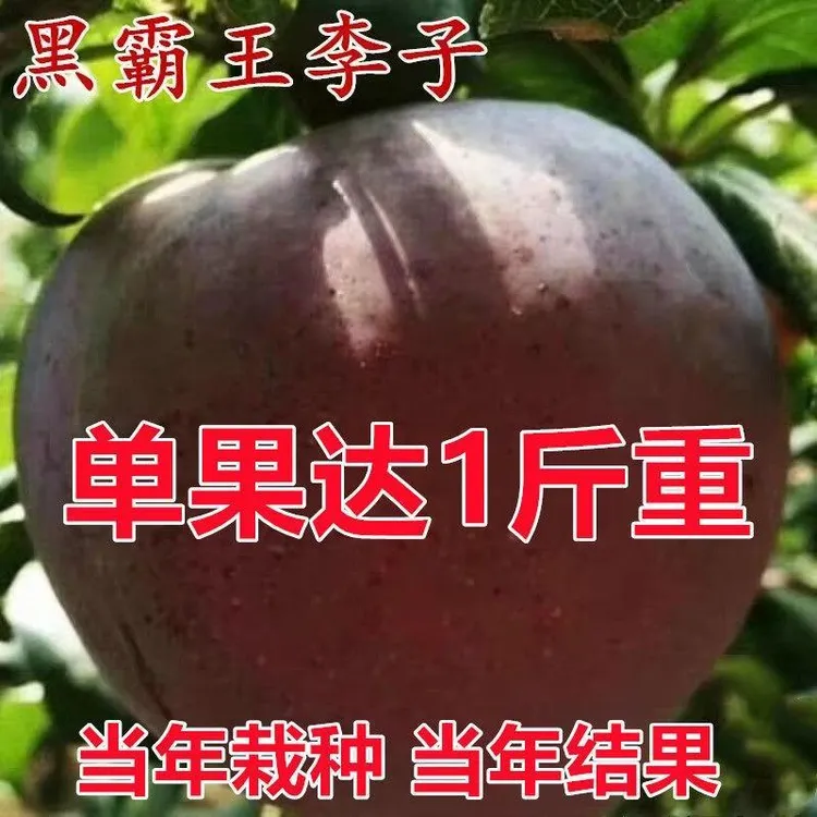 李子树苗当年特大嫁接早熟南北方品种种植结果果树苗黑霸王李子苗