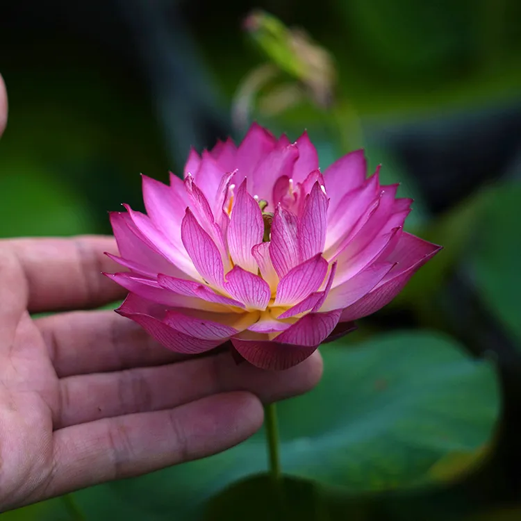 周劲松【锦簇】小微型盆栽家庭种植窗露阳台栽培碗莲荷花种藕根茎苗
