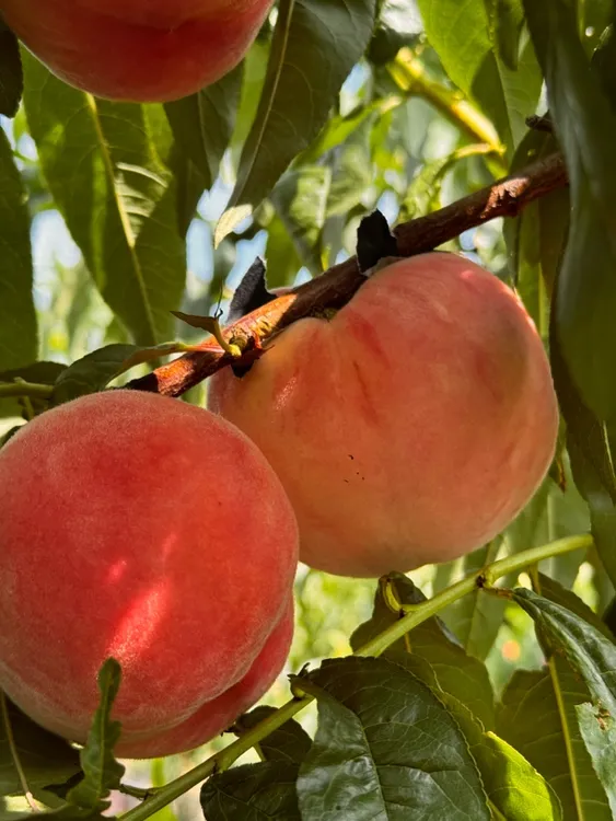 【果园现摘】新鲜正宗蒙阴蜜桃整箱包邮脆桃山东桃子