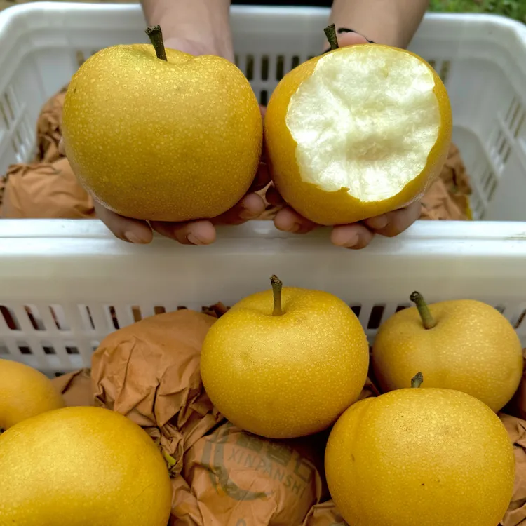【京东包邮】正宗山东新鲜当季脆甜多汁秋月梨现摘现发大果冰糖梨