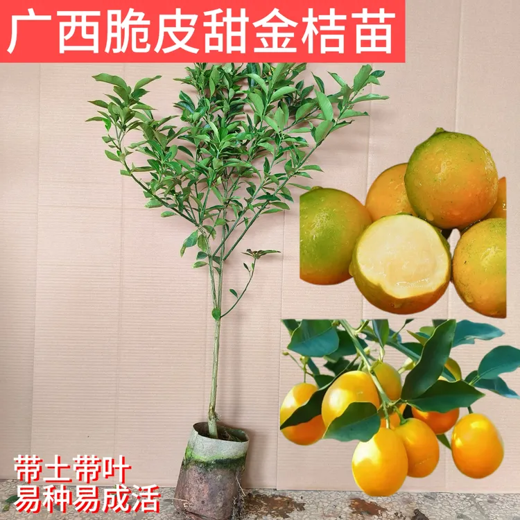 盆栽地栽水果苗 脆皮甜金桔苗正宗嫁接 当年结果 广西基地直发