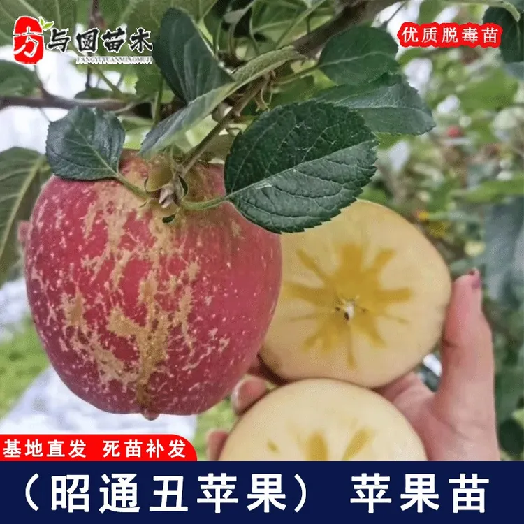 冰糖心丑苹果树苗云南邵通大凉山苹果苗庭院南北盆栽种植当年结果