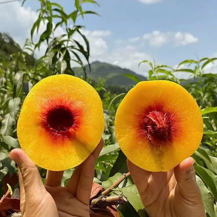湖北正宗锦绣黄桃 果园现摘现发5斤包邮坏果包赔