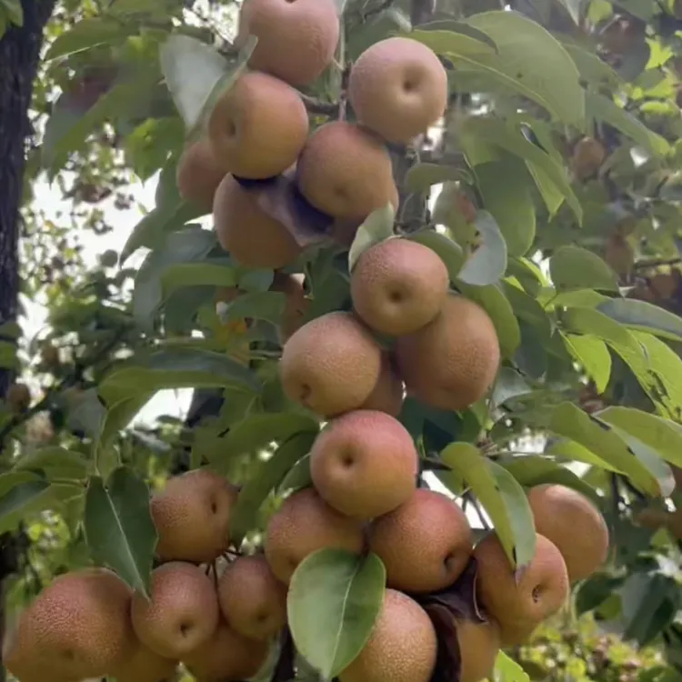 云南红河正宗本地老树涩梨棠梨新鲜鸟梨泡梨煮梨野果儿时味道现摘